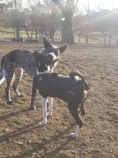 Franz Sigel Dog Run - Bronx, NY