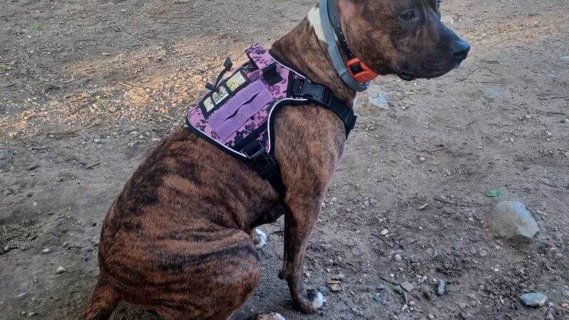 Franz Sigel Dog Run - Bronx, NY