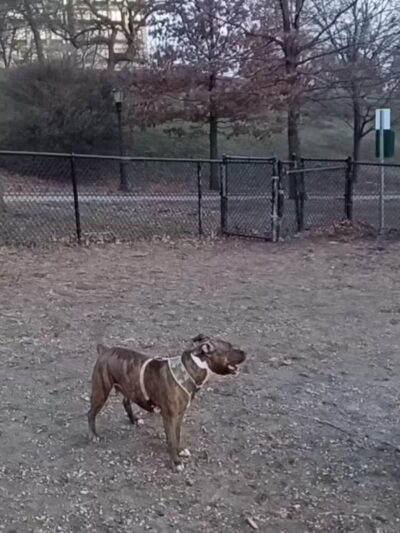 Franz Sigel Dog Run - Bronx, NY