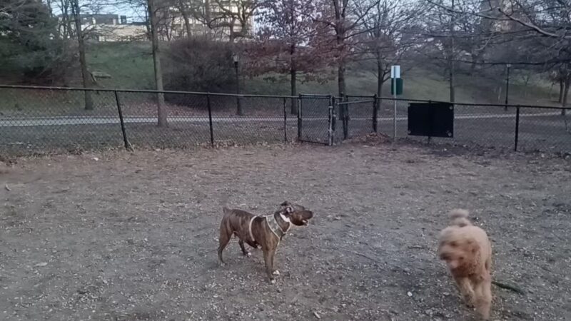 Franz Sigel Dog Run - Bronx, NY