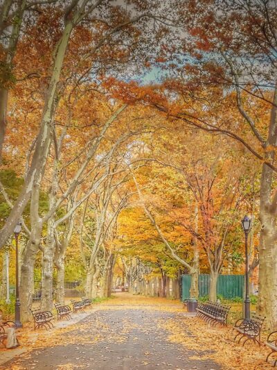 St. Mary's Dog Run - Bronx, NY