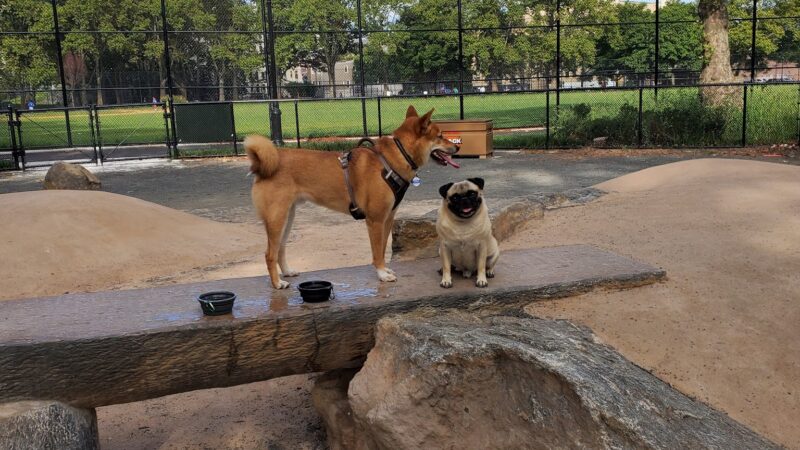 St. Mary's Dog Run - Bronx, NY