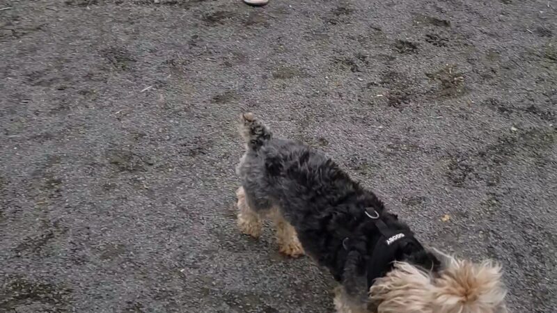 St. Mary's Dog Run - Bronx, NY