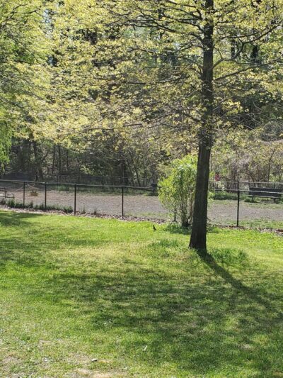 Dog park - Bronx, NY