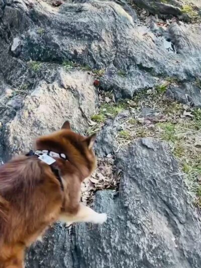 Franz Sigel Park - Bronx, NY