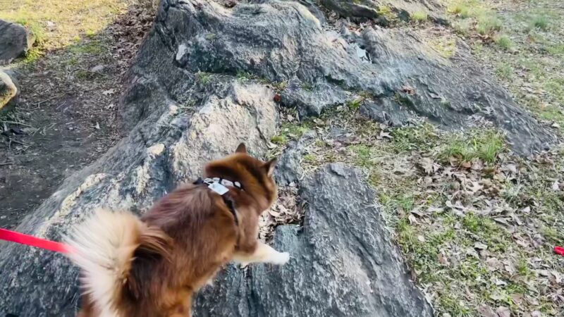 Franz Sigel Park - Bronx, NY