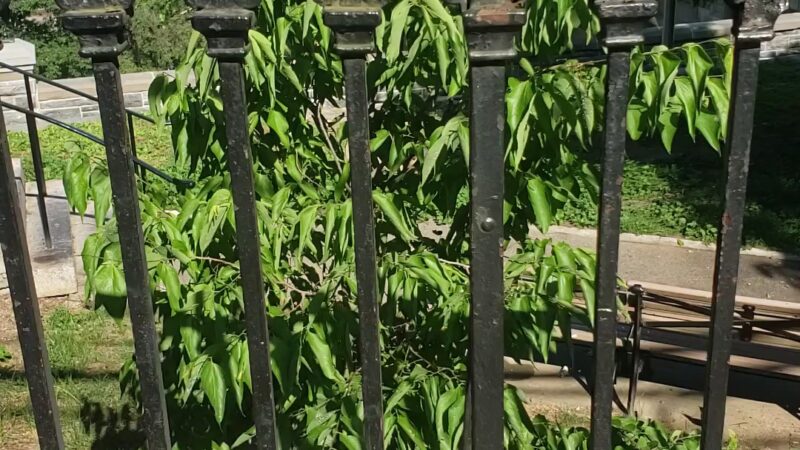 Highbridge Park - Bronx, NY