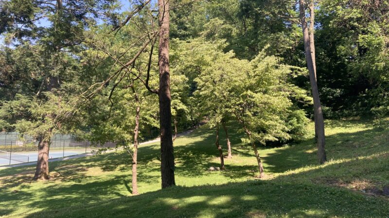 Dogwood Park - Bronxville, NY