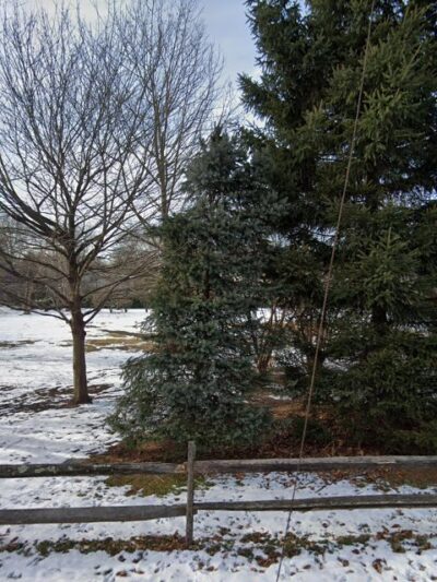 The Nature Preserve - Bronxville, NY