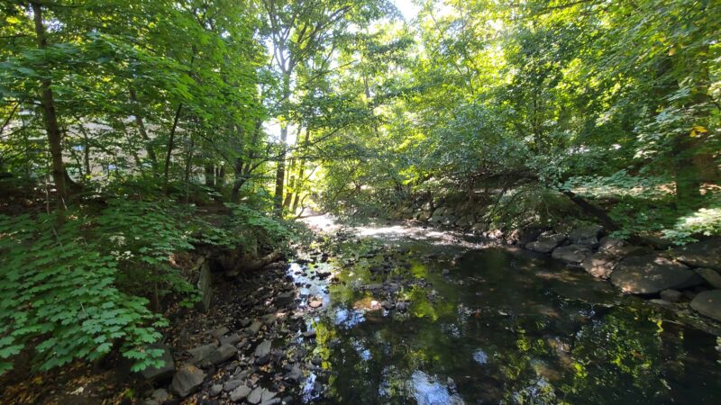 Tuckahoe Duck Pond - Bronxville, NY
