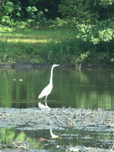 Tuckahoe Duck Pond - Bronxville, NY