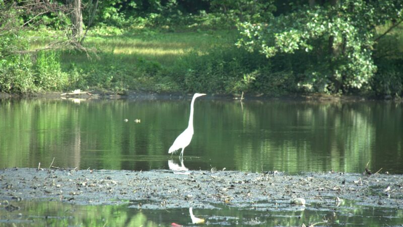 Tuckahoe Duck Pond - Bronxville, NY