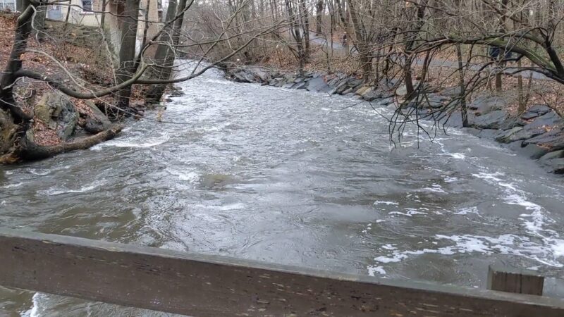 Tuckahoe Duck Pond - Bronxville, NY