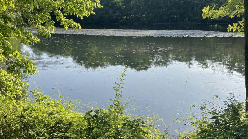 Tuckahoe Duck Pond - Bronxville, NY