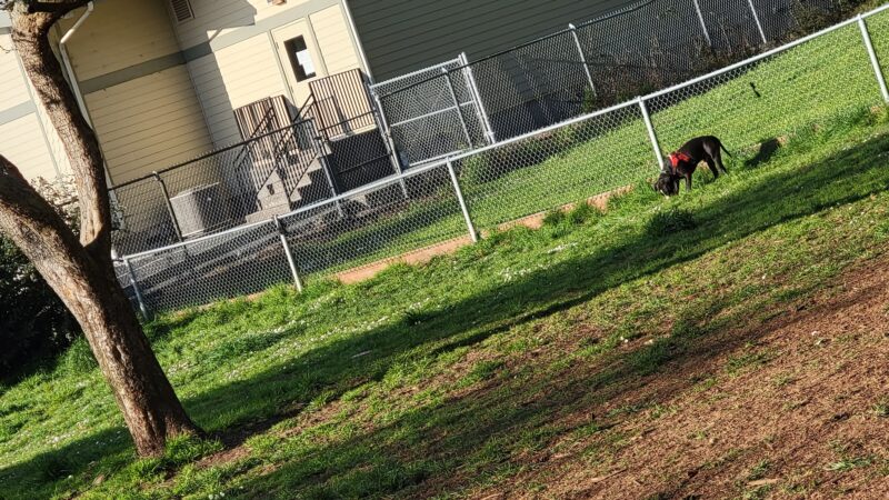Stout Dog Park - Brookings, OR