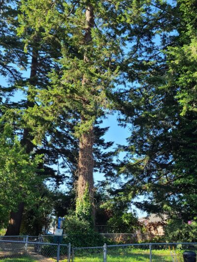 Stout Dog Park - Brookings, OR