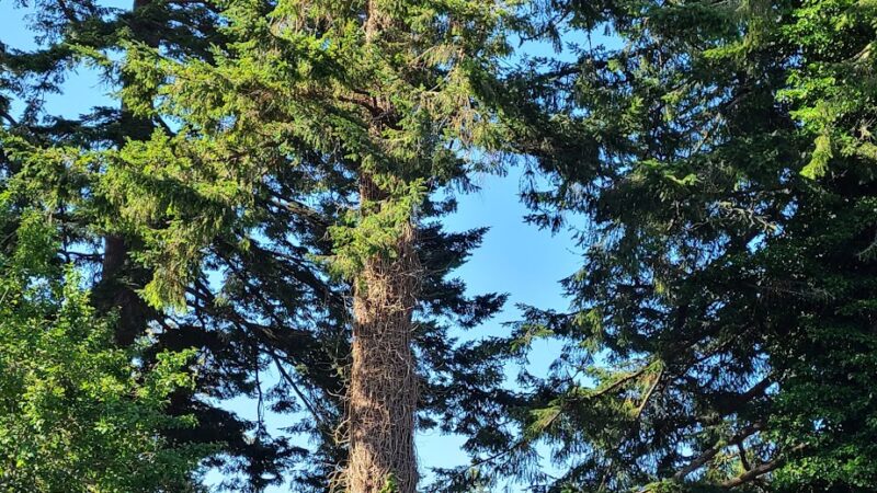 Stout Dog Park - Brookings, OR