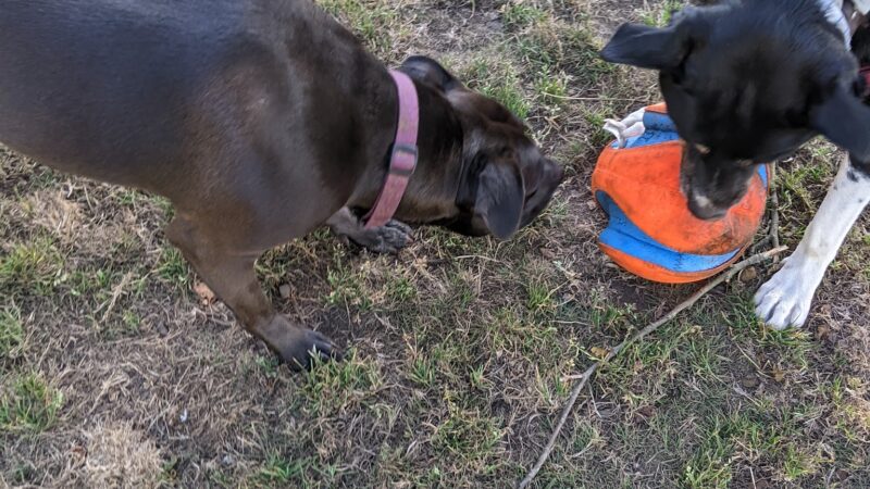 Stout Dog Park - Brookings, OR
