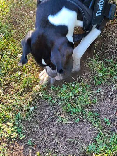 Stout Dog Park - Brookings, OR