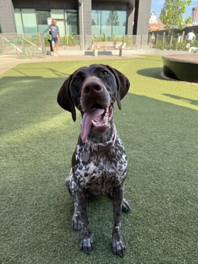 A Wild K9 - Brooklyn, NY