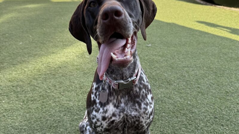 A Wild K9 - Brooklyn, NY