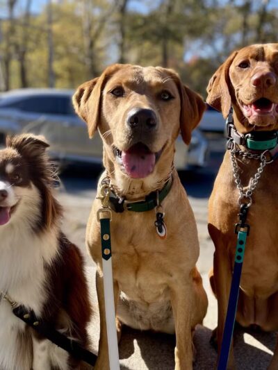 A Wild K9 - Brooklyn, NY