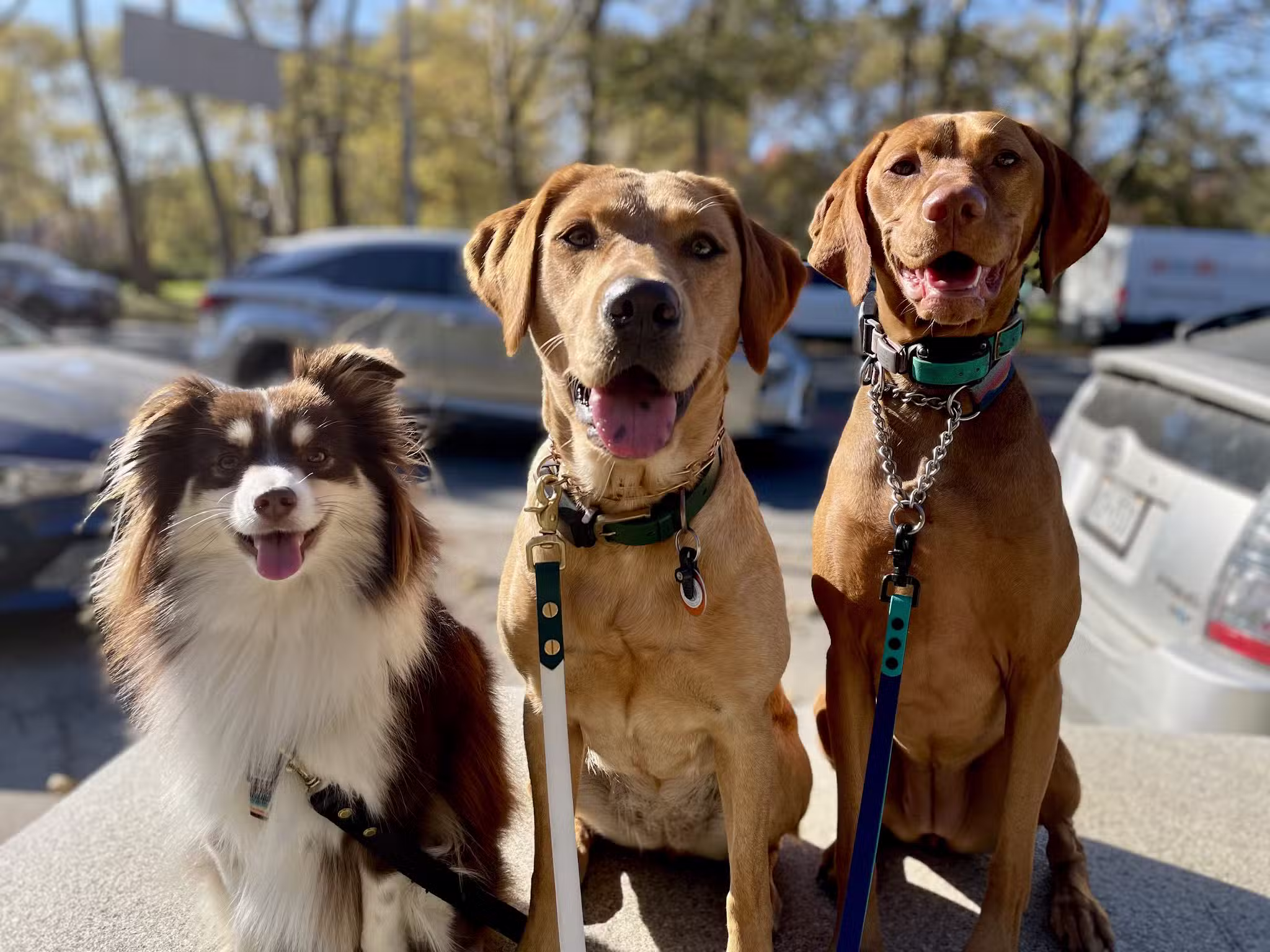 A Wild K9 - Brooklyn, NY