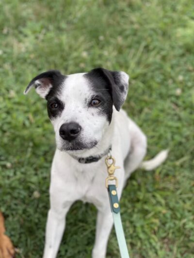 A Wild K9 - Brooklyn, NY