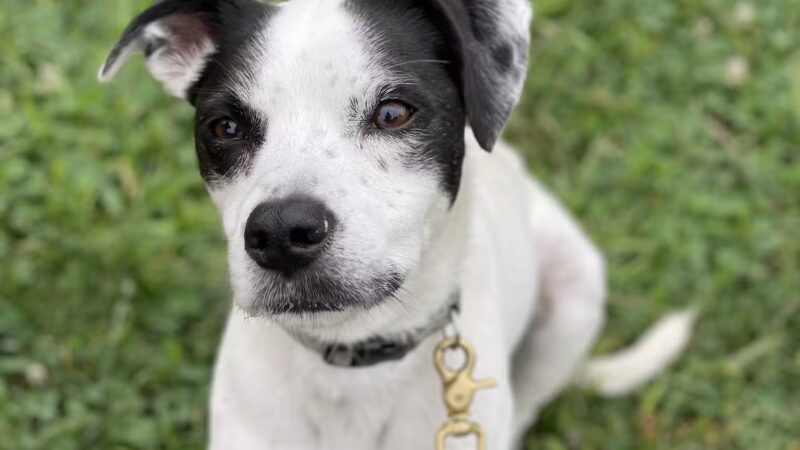 A Wild K9 - Brooklyn, NY