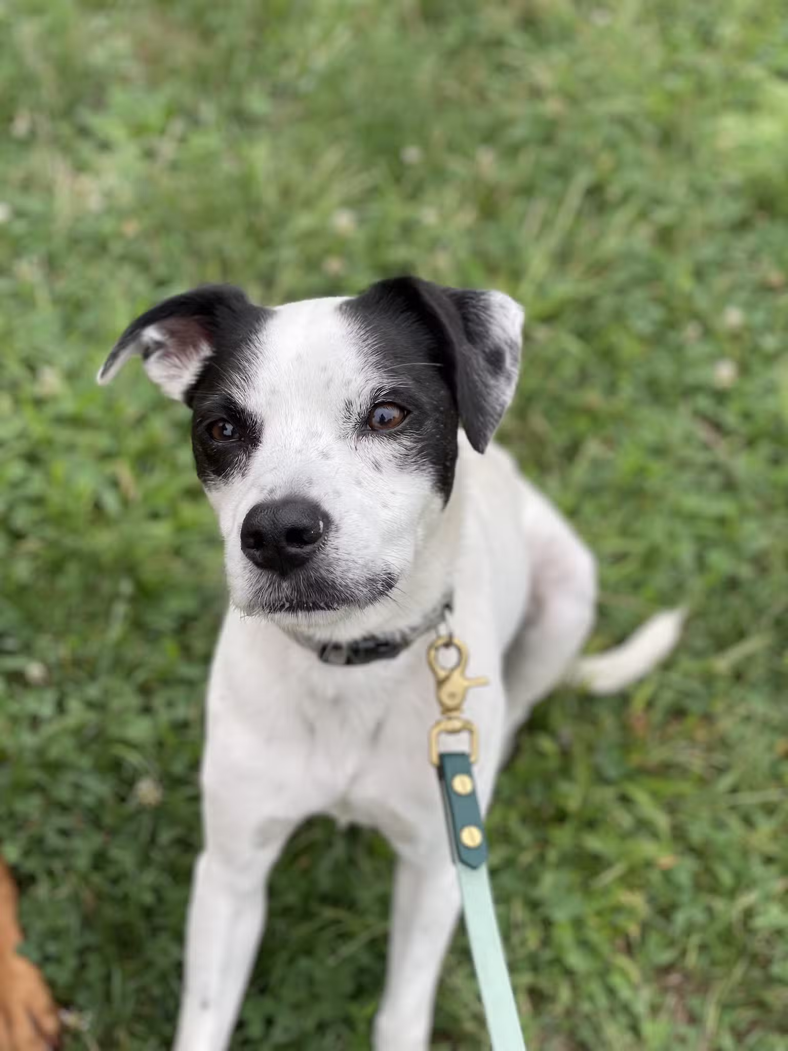 A Wild K9 - Brooklyn, NY