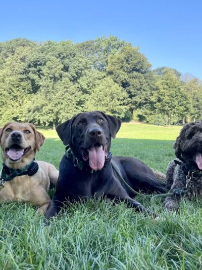 A Wild K9 - Brooklyn, NY