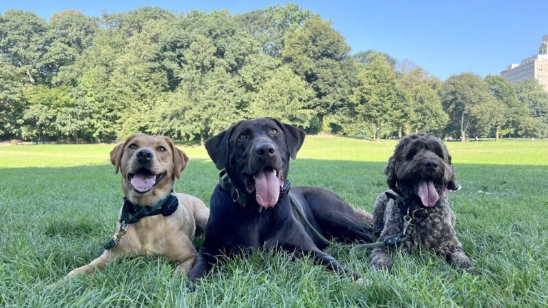 A Wild K9 - Brooklyn, NY