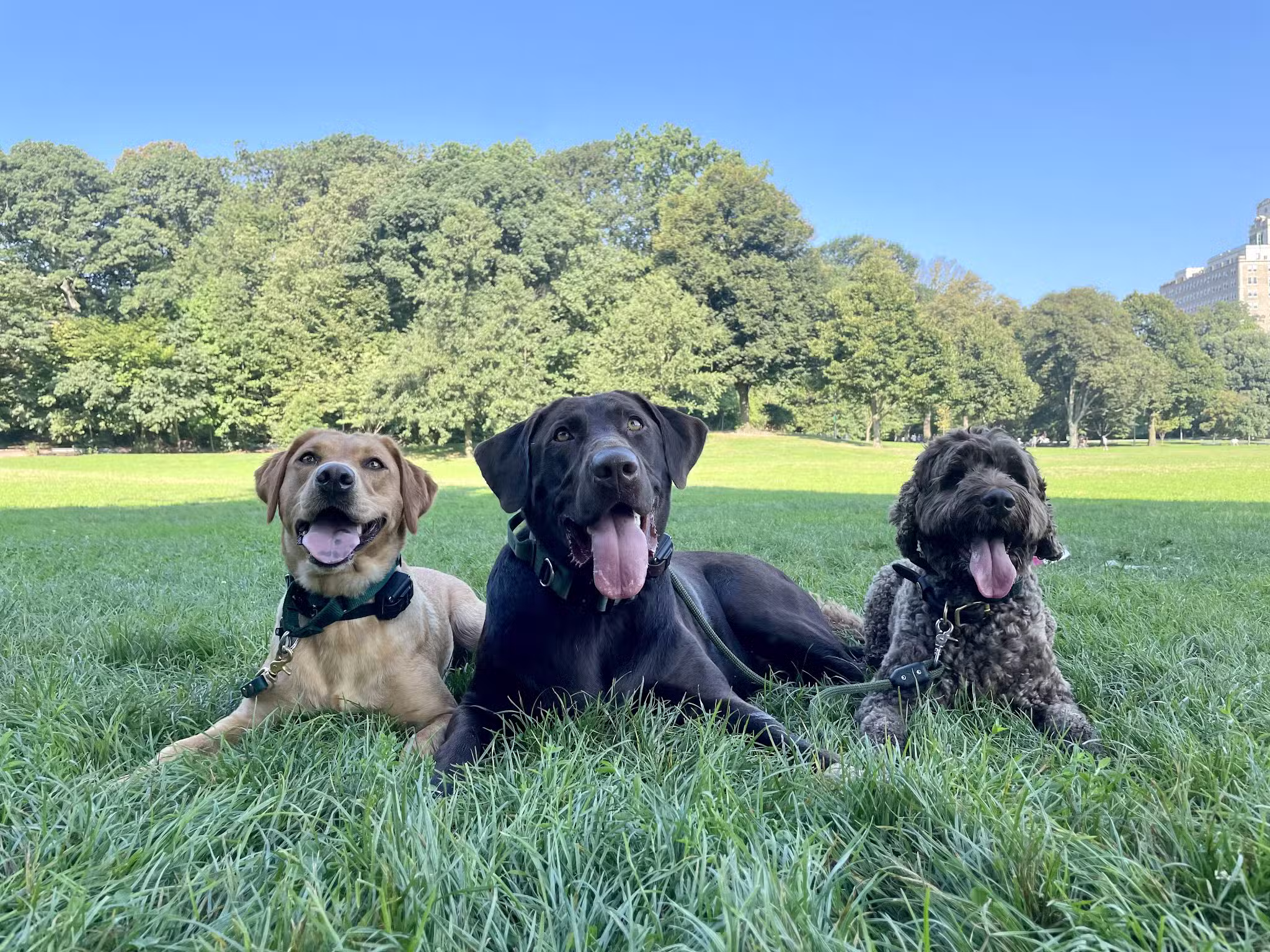 A Wild K9 - Brooklyn, NY