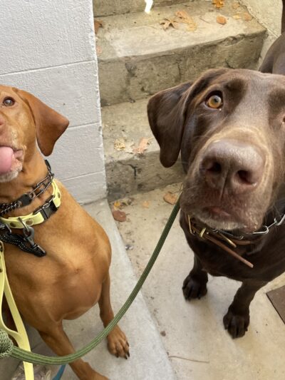 A Wild K9 - Brooklyn, NY