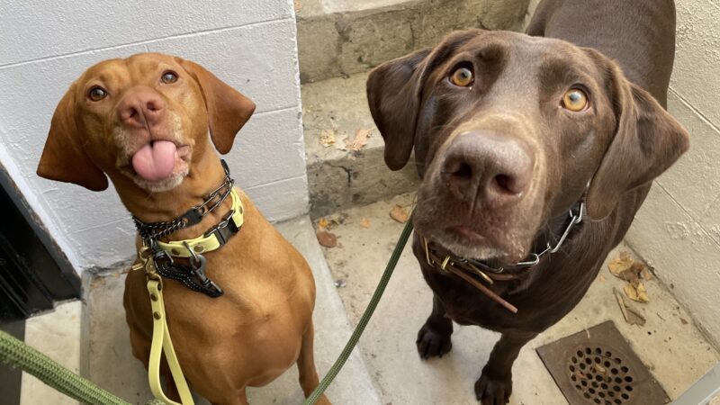 A Wild K9 - Brooklyn, NY