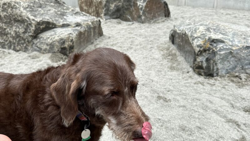 Abolitionist Place Dog Park - Brooklyn, NY