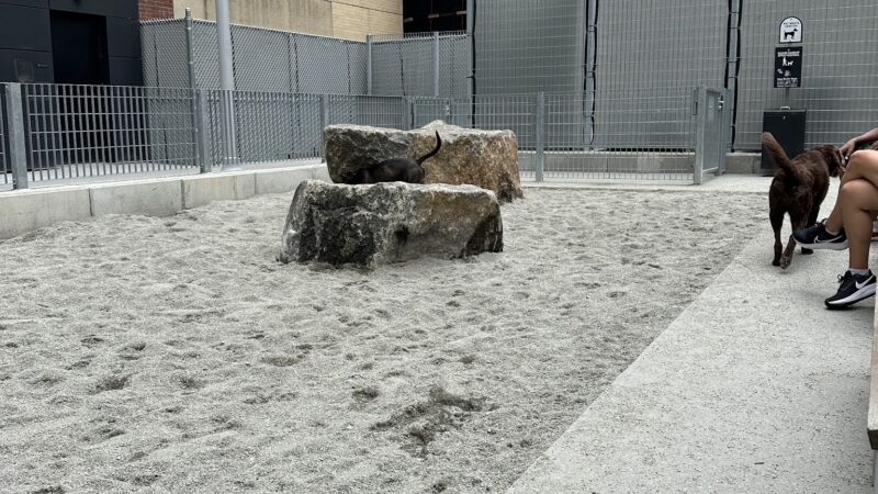 Abolitionist Place Dog Park - Brooklyn, NY