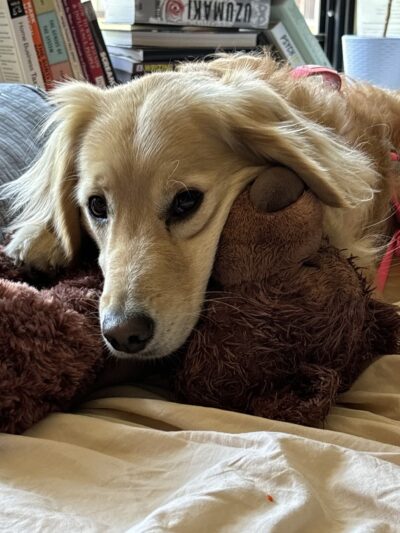 Ava's Pet Sitting - Brooklyn, NY