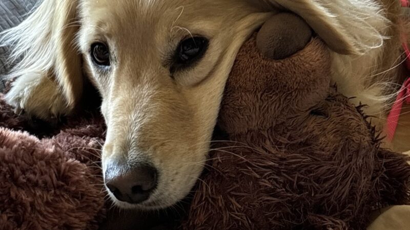 Ava's Pet Sitting - Brooklyn, NY