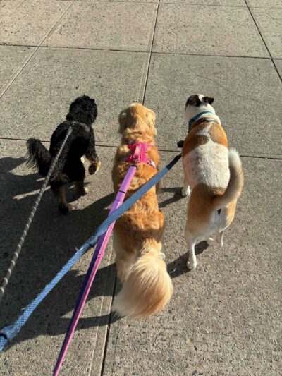 Ava's Pet Sitting - Brooklyn, NY