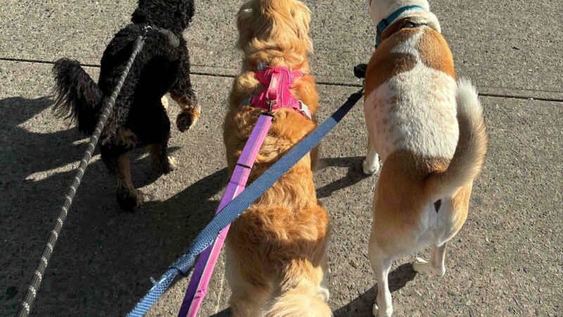 Ava's Pet Sitting - Brooklyn, NY