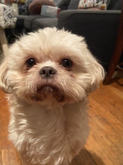 Ava's Pet Sitting - Brooklyn, NY