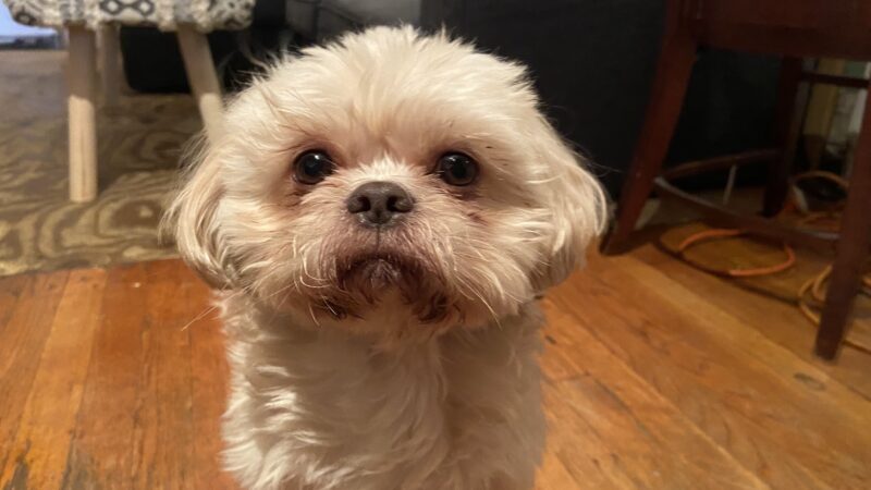 Ava's Pet Sitting - Brooklyn, NY