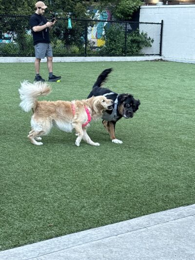 Ava's Pet Sitting - Brooklyn, NY