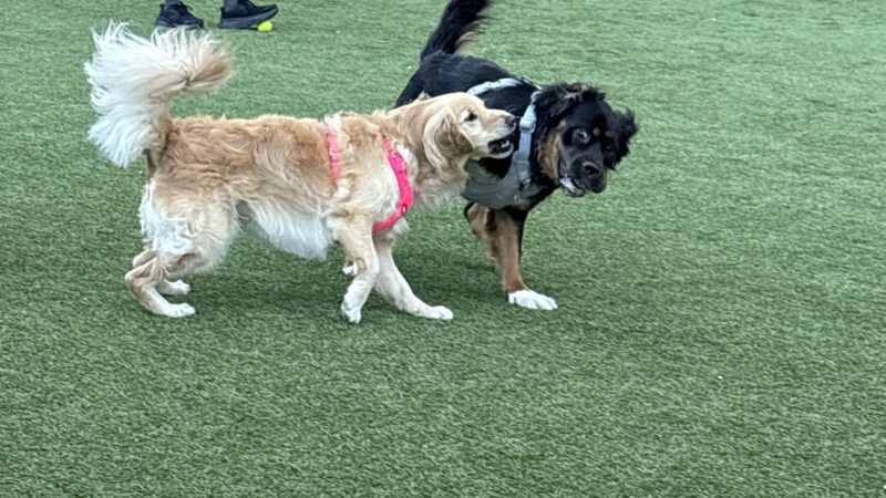 Ava's Pet Sitting - Brooklyn, NY