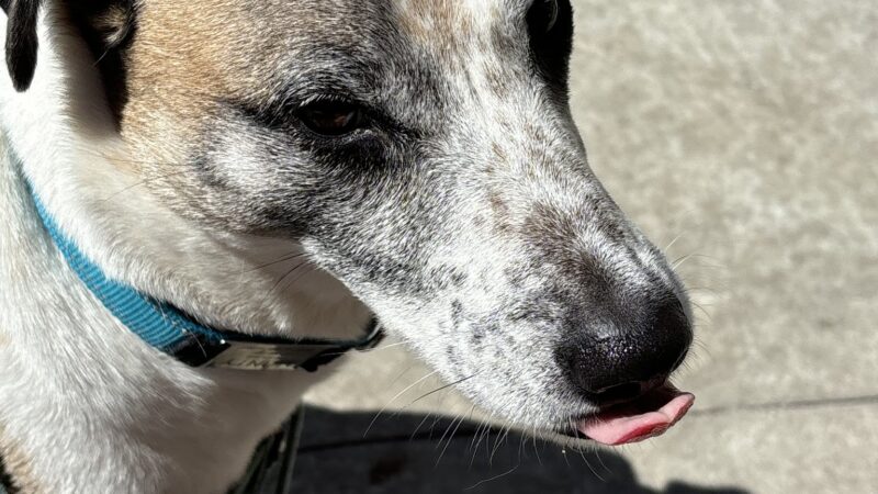 Ava's Pet Sitting - Brooklyn, NY