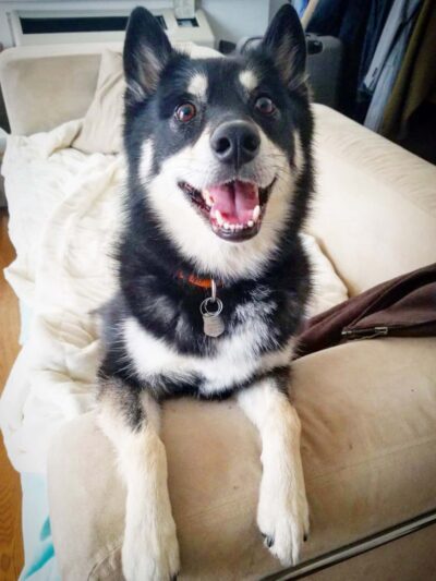 Brooklyn Tails and Trails - Brooklyn, NY