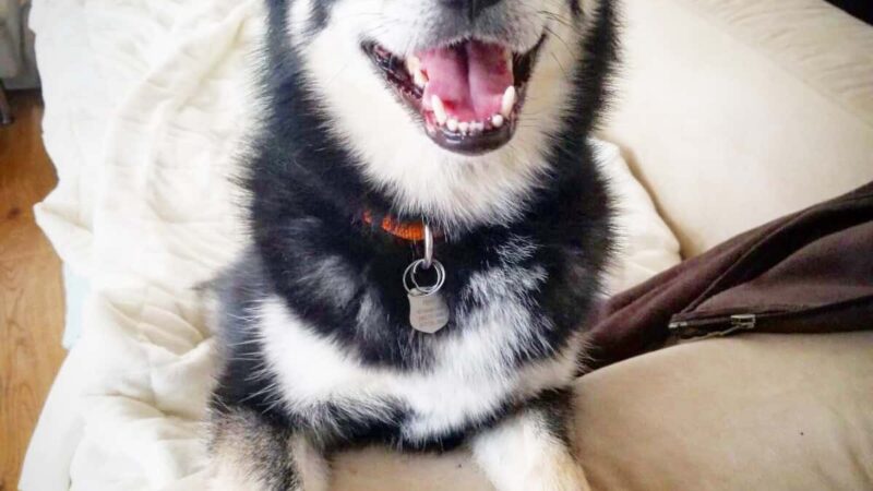 Brooklyn Tails and Trails - Brooklyn, NY