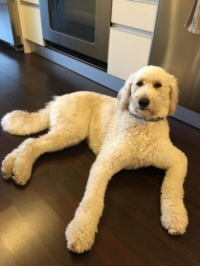 Brooklyn Tails and Trails - Brooklyn, NY