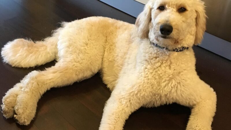 Brooklyn Tails and Trails - Brooklyn, NY